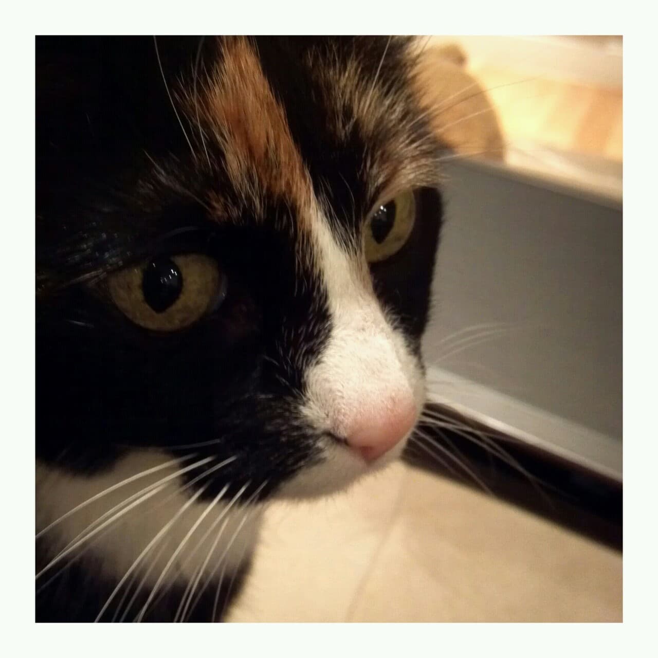 Cat #390