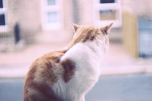 Cat #459